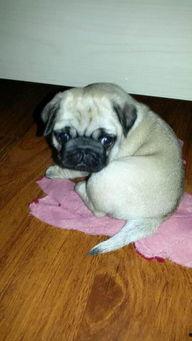 巴哥爆料新版本视频播放,新版本视频播放功能革新来袭! 第2张 巴哥爆料新版本视频播放,新版本视频播放功能革新来袭! 第2张